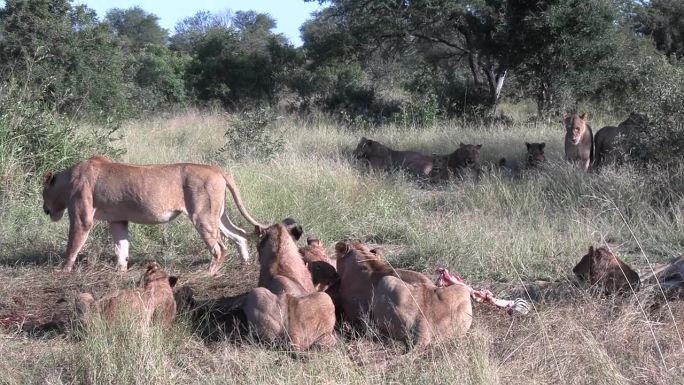 狮群在正午的阳光下，在草丛和树林中吃着残羹剩饭
