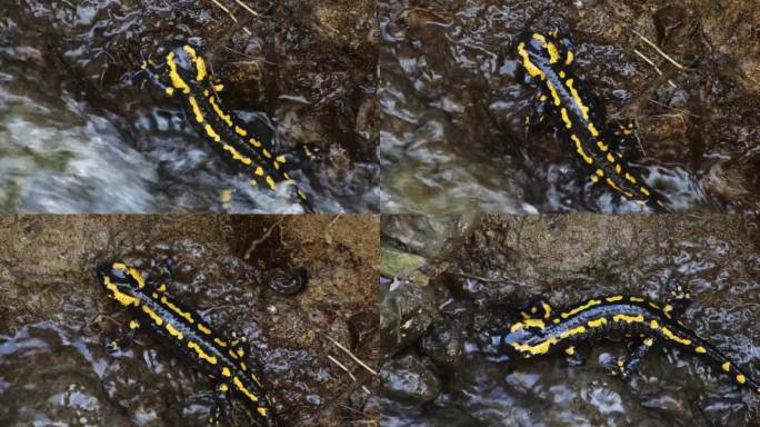 火蝾螈在水流中爬过岩石的特写，也被称为火蝾螈或火蝾螈