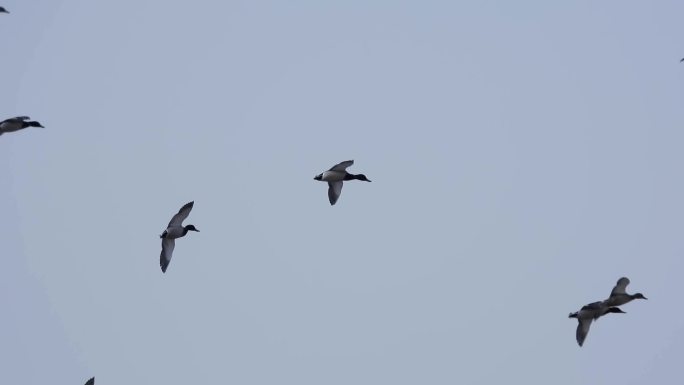 一群野鸭在天空飞翔