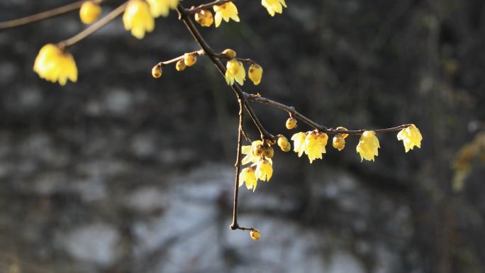 【合集】艺圃腊梅花开