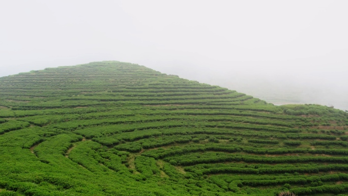 4K航拍福建福鼎茶山茶园白茶