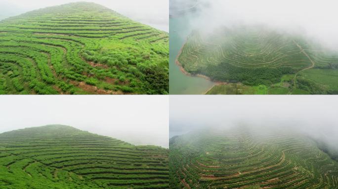 4K航拍福建福鼎茶山茶园白茶