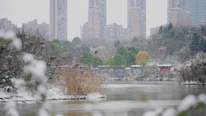 在公园玩雪的人群