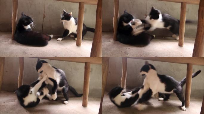 黑猫和白猫打架