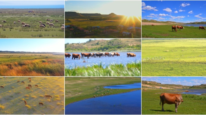 草原牛马羊群 航拍美丽的大草原