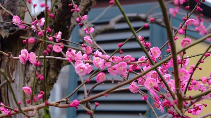 杭州植物园灵峰探梅梅花开了风景视频素材9