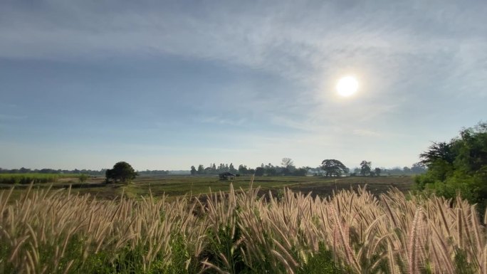 天空和阳光与草地形成鲜明的对比。