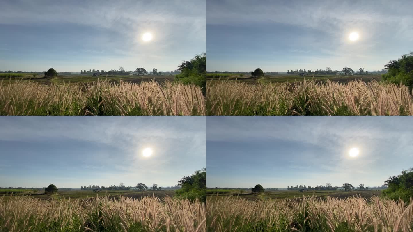 天空和阳光与草地形成鲜明的对比。