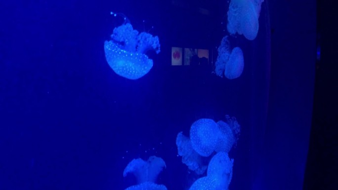 发光水母五彩斑斓美丽水母