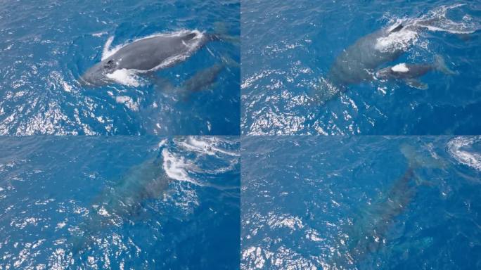 近距离航拍座头鲸和幼鲸在蓝色的海水中呼吸