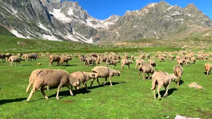 印度克什米尔山脉上的羊群和风景。