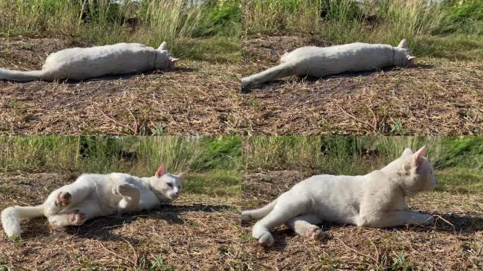 白猫走在草地上