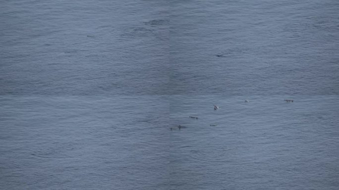海豚上升到海面呼吸的静态高角度镜头