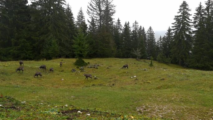 一群羚羊在散步、奔跑和吃草。瑞士森林里的虎耳草。