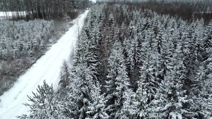白雪覆盖的森林中的松树，空中的冬天