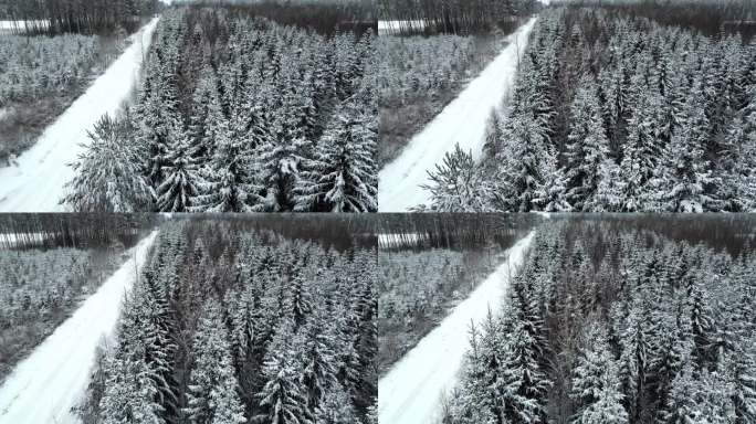 白雪覆盖的森林中的松树，空中的冬天