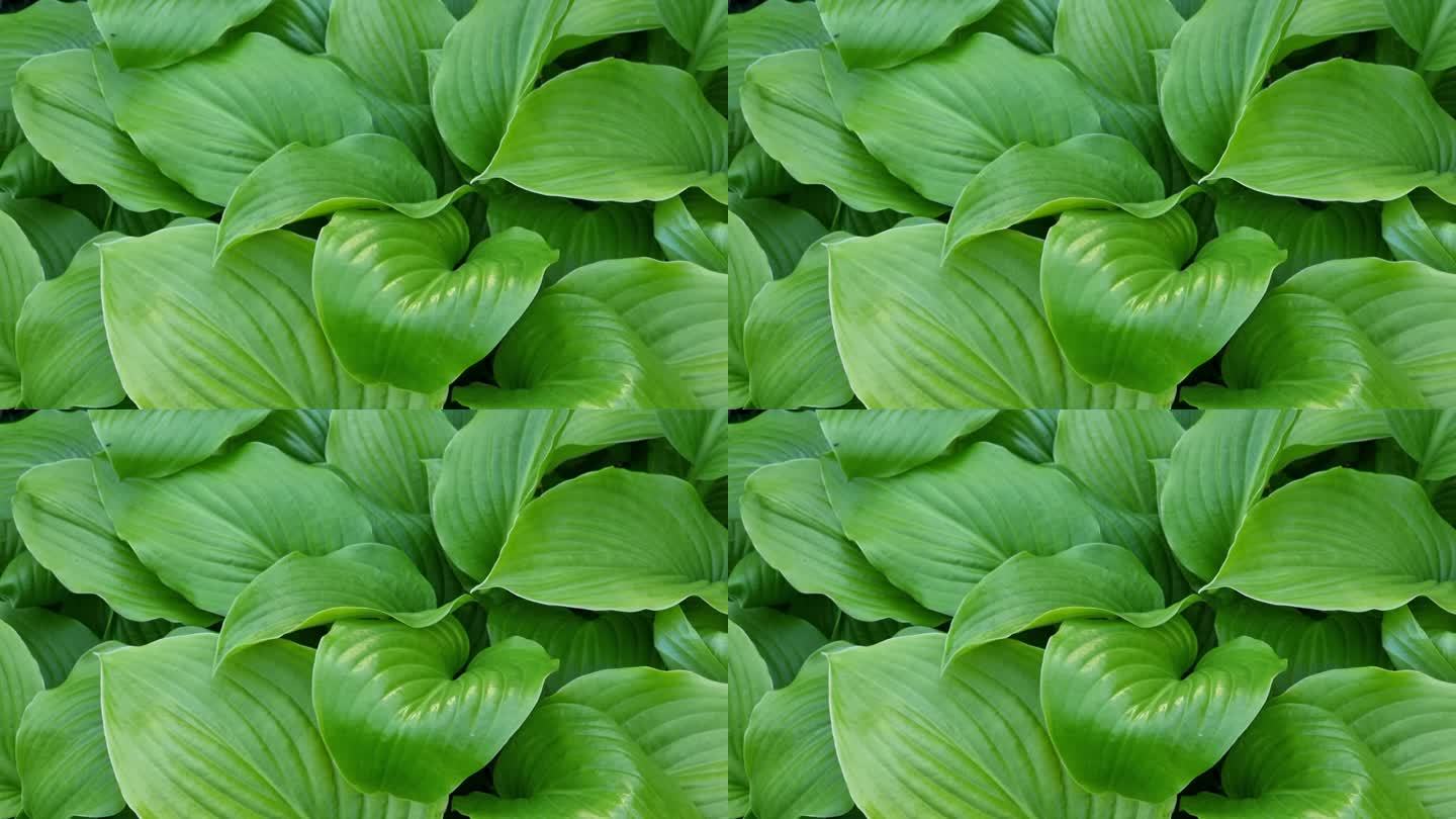 绿色的玉簪叶背景。玉簪是茄科多年生草本植物的一个属。