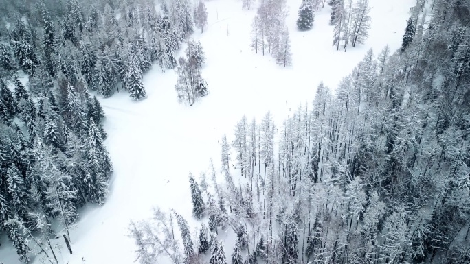 雾凇 雪茫茫 大雪覆盖山林 霜降 雪松树