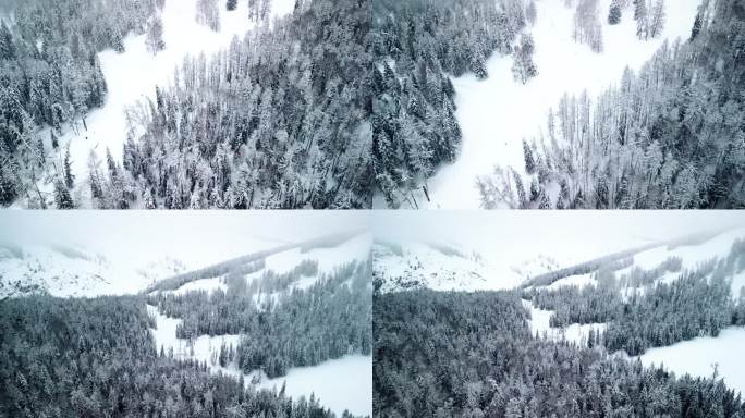 雾凇 雪茫茫 大雪覆盖山林 霜降 雪松树