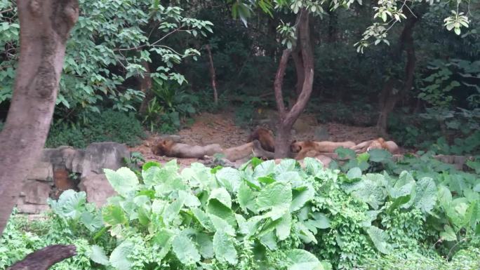 狮子睡觉动物园丛林之王广州长隆