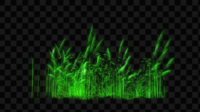 绿色水晶发光芦苇生长动画-带透明通道