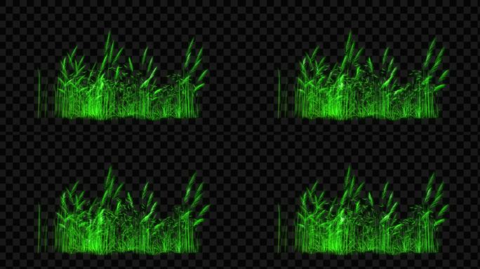 绿色水晶发光芦苇生长动画-带透明通道