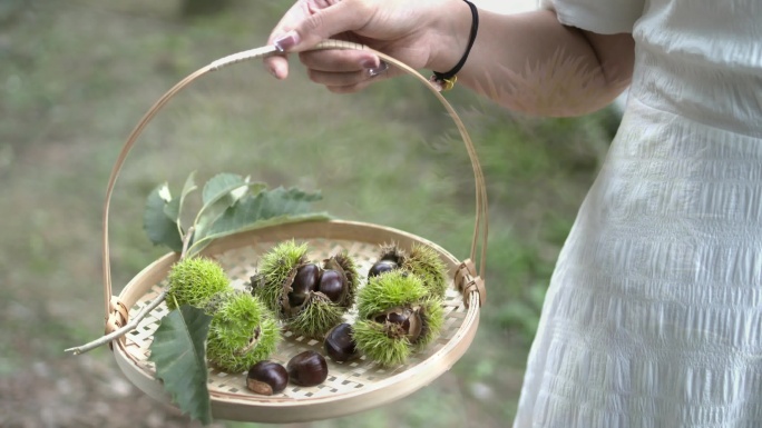 板栗特写种植采摘