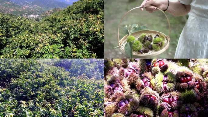 板栗特写种植采摘