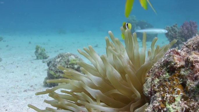 小丑鱼和海葵的友谊在水下海洋中是显著的。