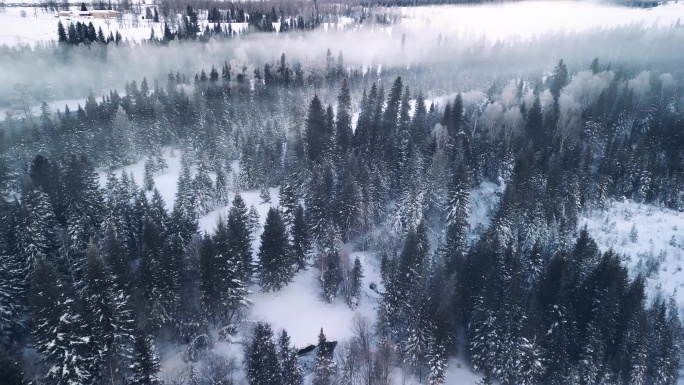 喀纳斯晨雾 晨雾中的森林  雾凇 雪景