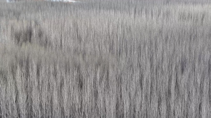 密密麻麻的冬日树林风景