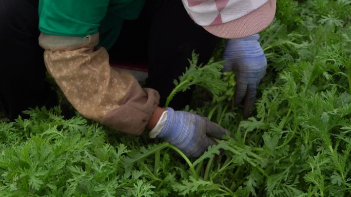 茼蒿采摘 农村菜园菜地 农业规模化种植