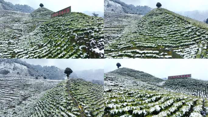 唯美茶园雪景黄金茶生态茶山航拍素材