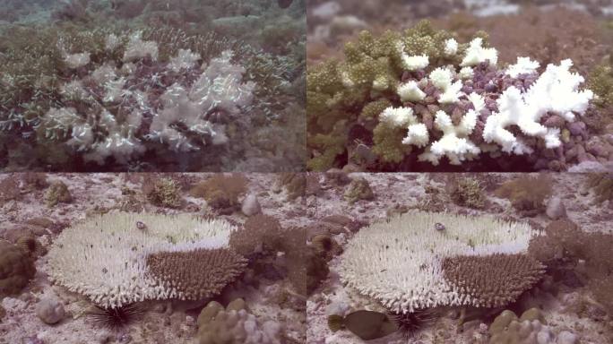 鹿角珊瑚标本
