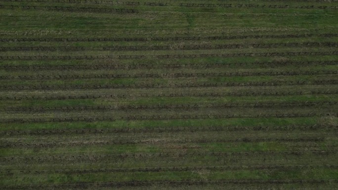 普格纳克葡萄园鸟瞰图，波尔多-空中俯视视图