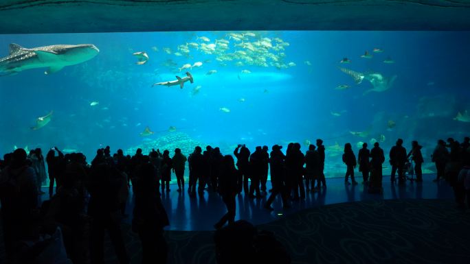 海洋王国水下海底世界旅游视频4K