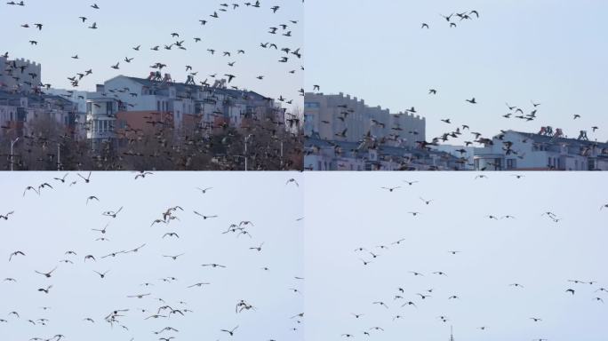 北方早春无数野鸭在城里飞翔