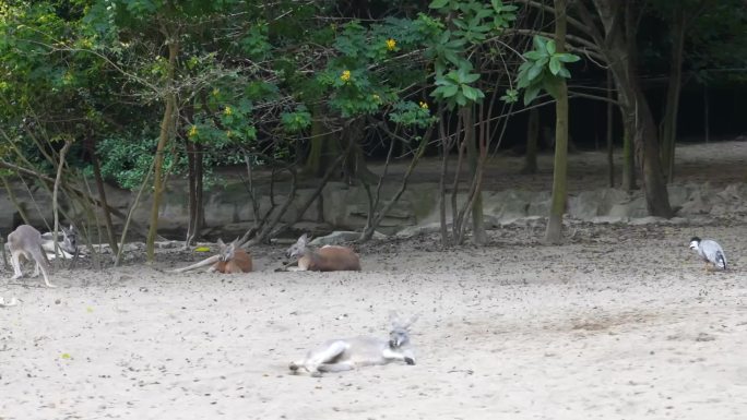 袋鼠沙地躺着动物园长隆