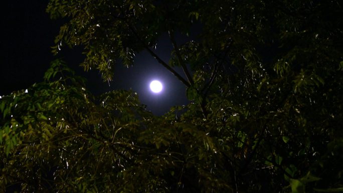 月夜 月色 月光