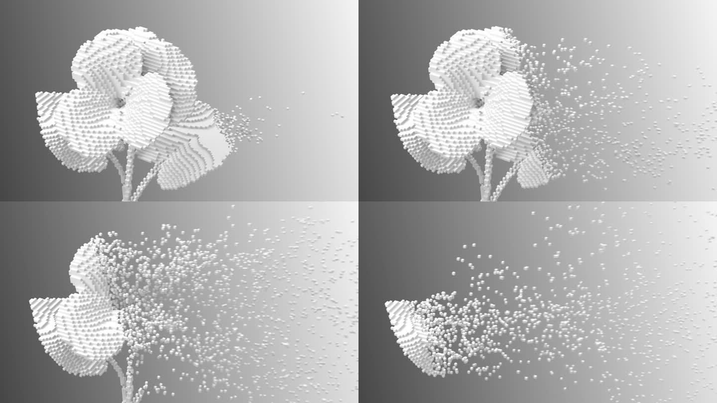 白色数字花紫罗兰分解成三维像素。3 d动画。4 k。