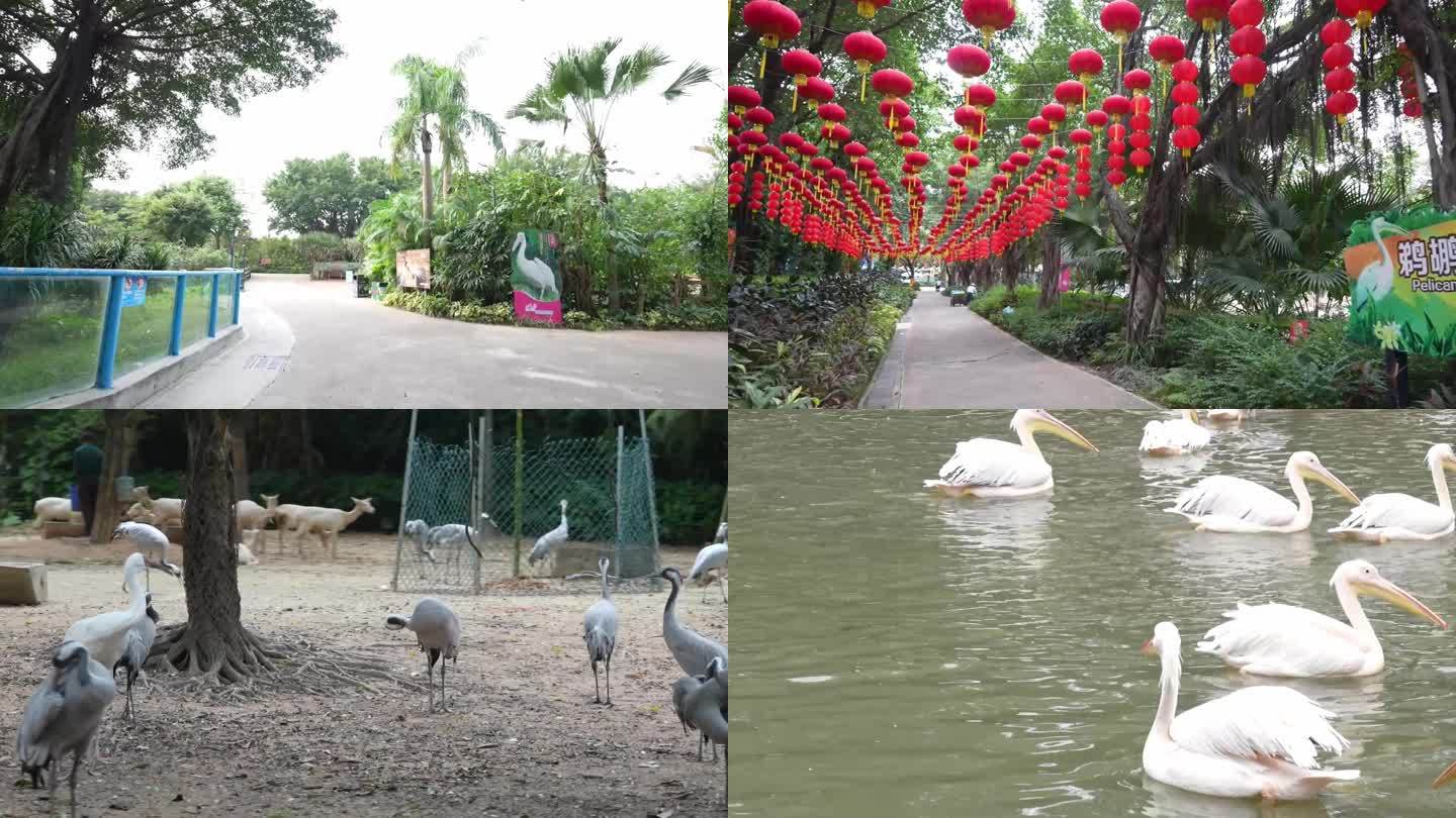 白鹈鹕广州长隆动物园空镜