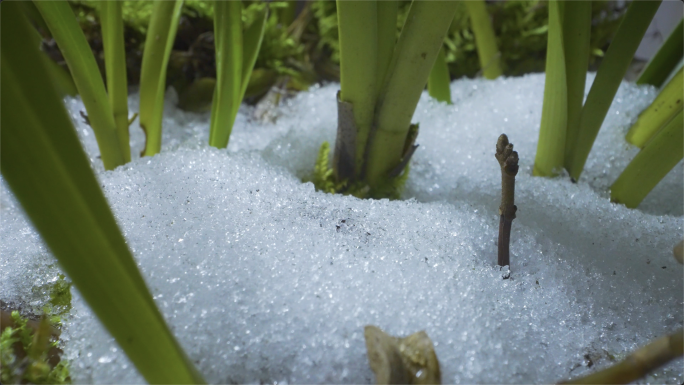 冰雪融化春暖花开气温回升雪盖大地植物生长