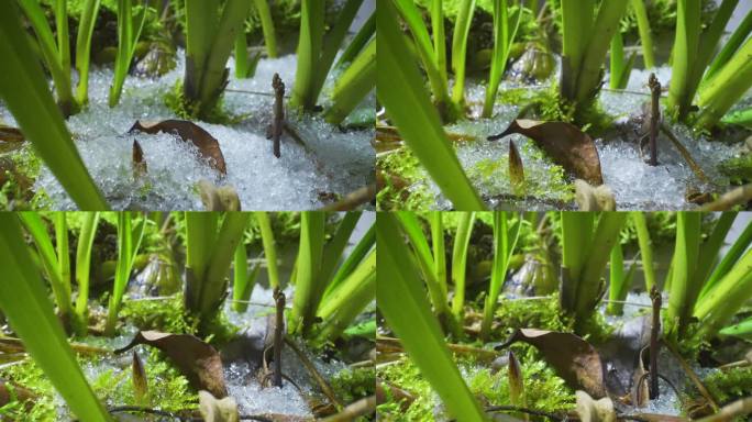 冰雪融化春暖花开气温回升雪盖大地植物生长