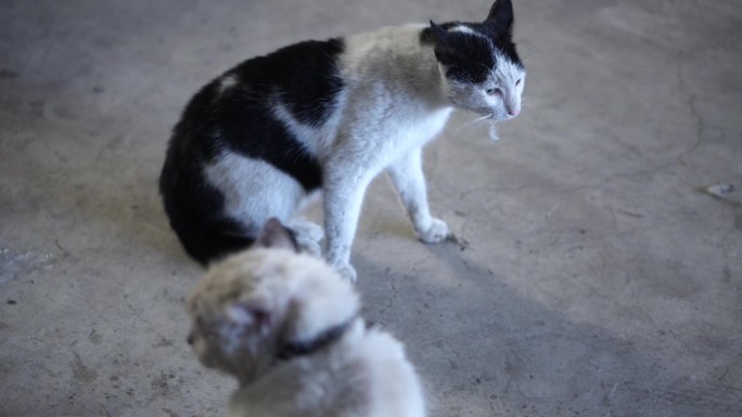 猫,猫打架猫猫两只萌宠