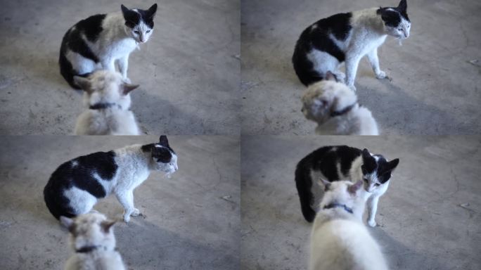 猫,猫打架猫猫两只萌宠