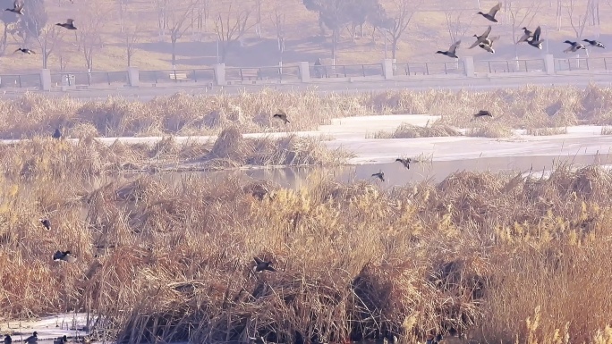 人与自然水鸟在湿地公园降落