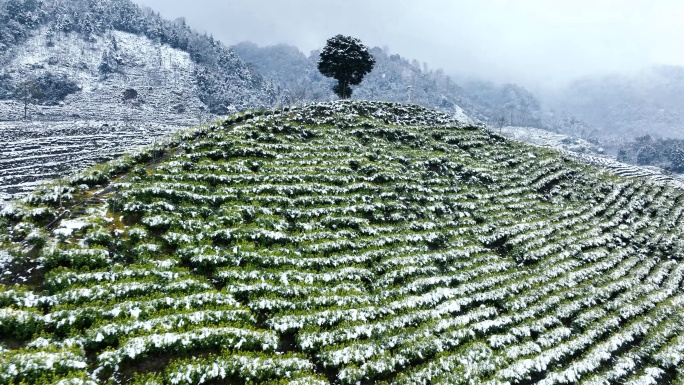 唯美茶园雪景黄金茶生态茶山航拍素材