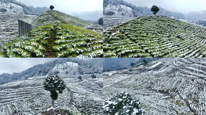 唯美茶园雪景黄金茶生态茶山航拍素材