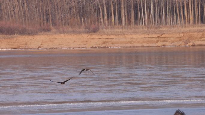 8只白尾海雕冬季在黄河边飞翔