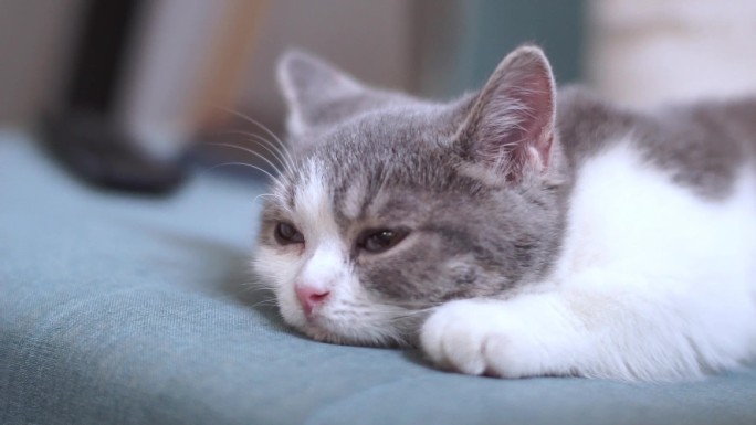 英短可爱宠物猫看电视打瞌睡